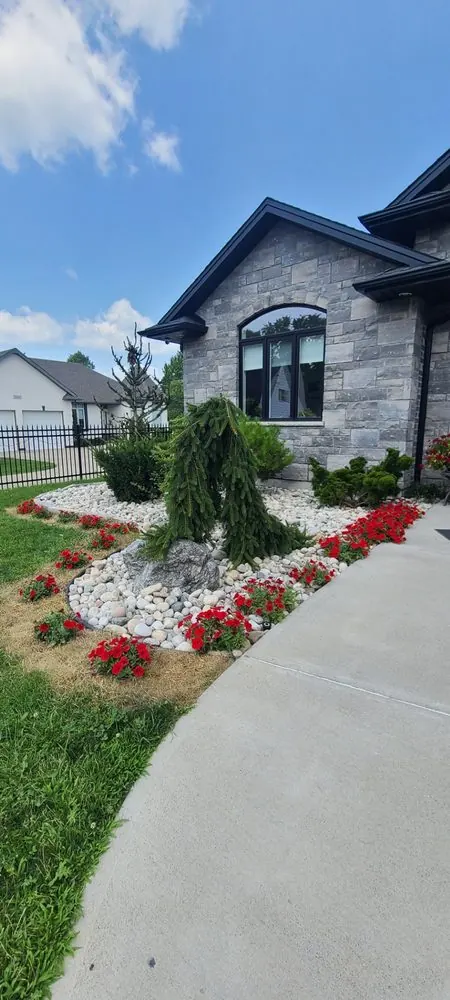 Front entry stone bed with weeping spruce and red annuals along a concrete walk